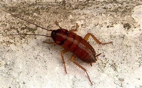 Grandviews Ultimate Guide To Cockroach Prevention