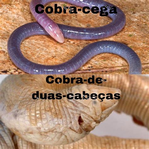 Cobra de duas cabeças saiba mais sobre o misterioso animal que surgiu