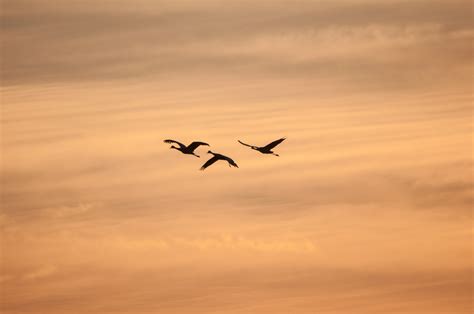 Free Images Horizon Wing Cloud Sky Sunrise Sunset Morning Dawn