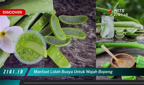 Temukan Manfaat Lidah Buaya Untuk Wajah Bopeng Yang Jarang Diketahui