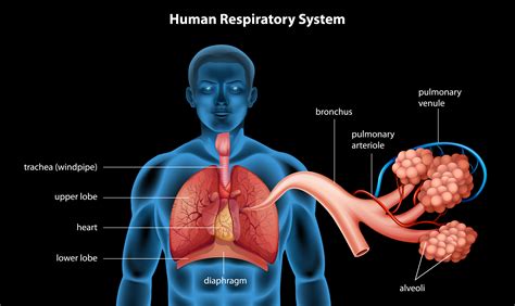 Human Respiratory System Model Labeled