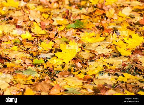 Carpet Of Colourful Yellow And Brown Fallen Sycamore Acer