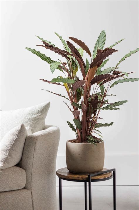 Acheter Calathea Rufibarba Bonne Qualit Fleurdirect Fr