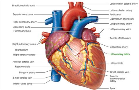 The Anatomy Of A Heart – Central Georgia Heart Center