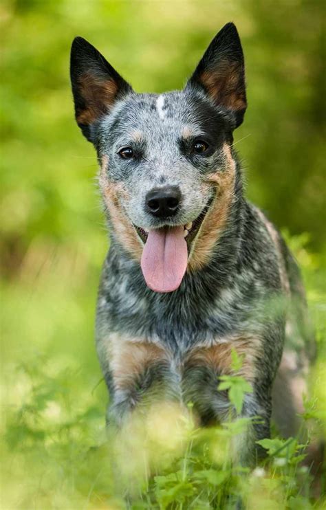 Herding Dogs Discover 16 Super Smart Herding Dog Breeds Herding