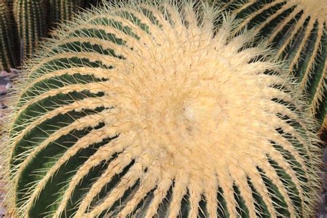 Golden Barrel Cactus Echinocactus Grusonii Stock Image Image Of