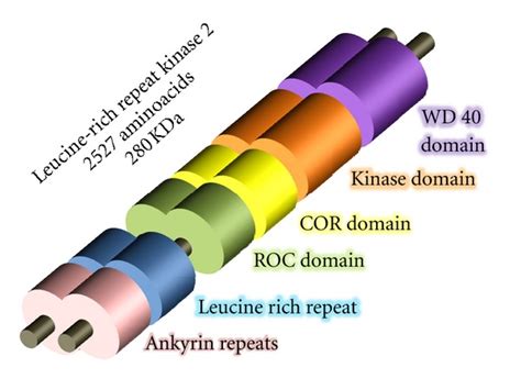 Lrrk Domain Structure With Homodimeric Conformation Lrrk Is A