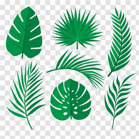 Palm Trees Tropical Rainforest Leaf Image Vector Graphics Grass