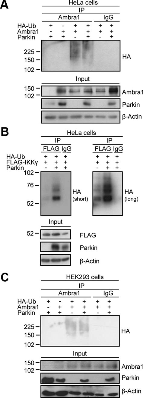 Parkin Does Not Ubiquitinate Ambra1 HeLa Cells A B Or HEK293 Cells