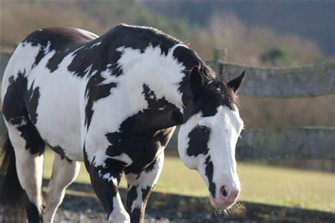 American Paint Horse: Colonel Coosader | Spotted Horses