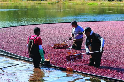 Cranberry Growing And Harvesting See Plymouth Massachusetts