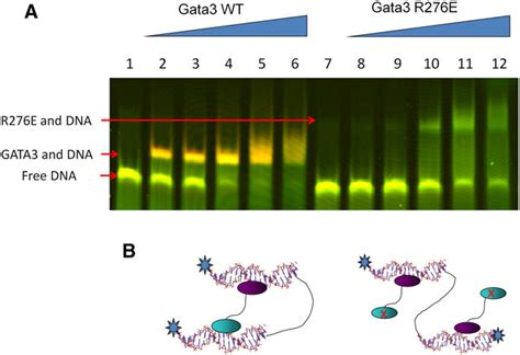 In Gel Fret Analysis Of Dna Looping By Gata In Solution A Gata