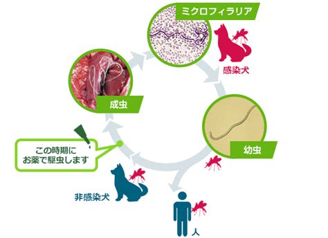 フィラリア症予防について おだわら動物病院