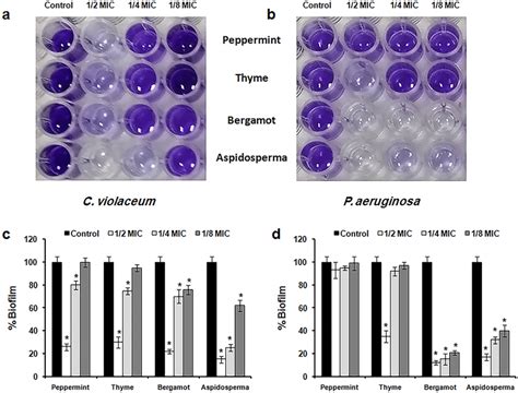 Anti Biofilm Effect Of Plant Materials Crystal Violet Stained Biofilm Download Scientific