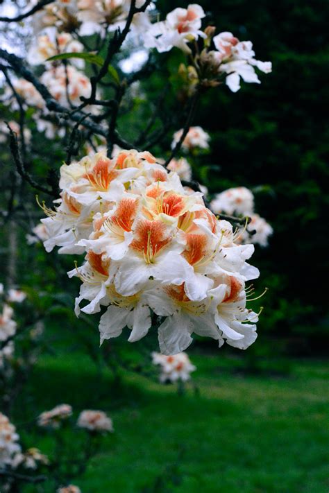 Close-Up Photo of White and Orange Flowers · Free Stock Photo