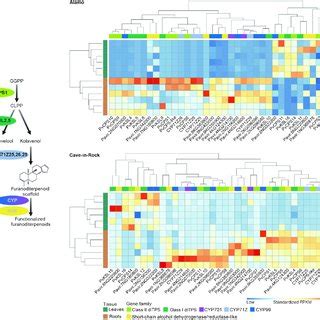 Hierarchical Cluster Analysis Of Select Genes With Known Or Predicted