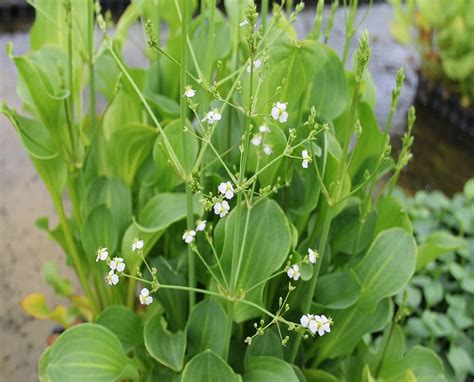 Alisma plantago aquaticum Pond Plant | Carbeth Plants