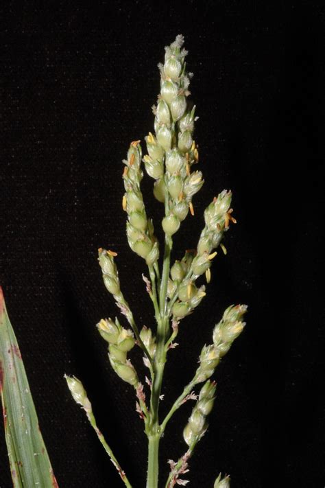 Sorghum Bicolor Poaceae