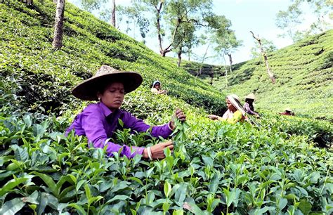 Assam Tea Garden Photos, Download The BEST Free Assam Tea Garden Stock ...