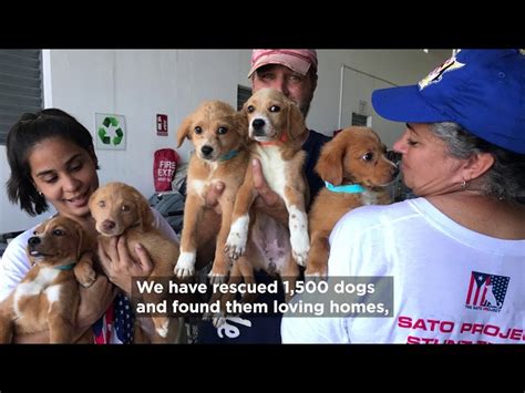 Rescue Dogs Suffering In Puerto Rico Globalgiving