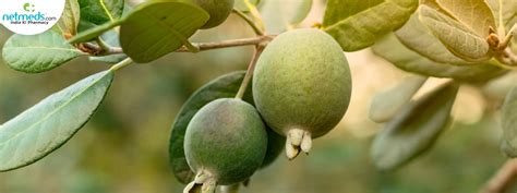 Feijoapineapple Guava Fruit Benefits Nutrition And Recipe