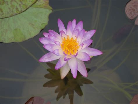 Nymphaea Siam Purple Isg Waterlilies Water Lilies Aquatic