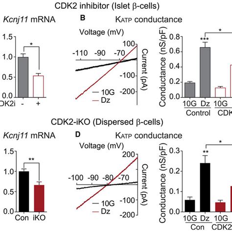 Islets With Short Term Cdk Restriction Have Reduced Kir Mrna