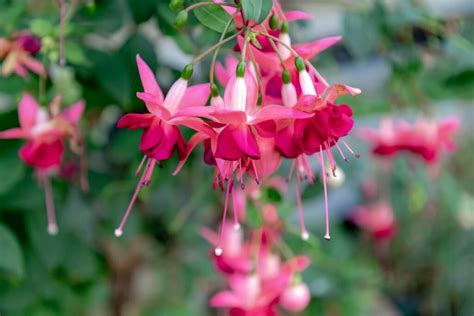 Types Of Fuchsias Hanging And Standing Fuchsias Plantura