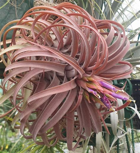 Bromeliads In Australia Tillandsia Eric The Red