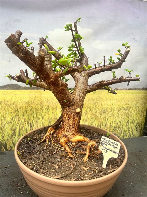 Portulacaria Afra Cork Bark Dwarf Jade Tree Dwarf Jade Etsy