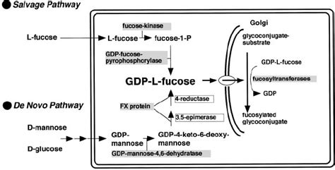 The biosynthesis of GDP- L -fucose. GDP- L -fucose is synthesized by de ...