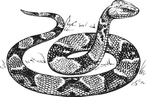 Copperhead Snake Clip Art at Clker.com - vector clip art online, royalty free & public domain