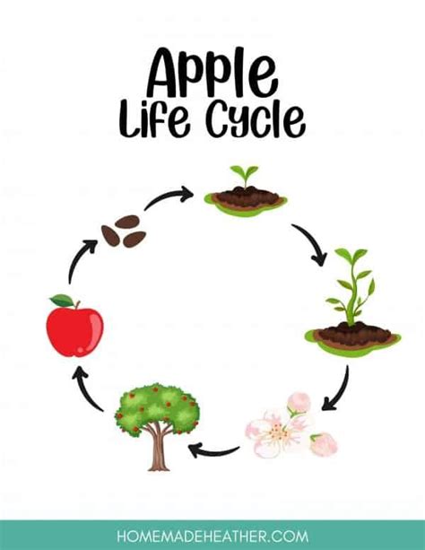 Apple Life Cycle Apple Life Cycle Apple Tree Life Cycle Life Cycles