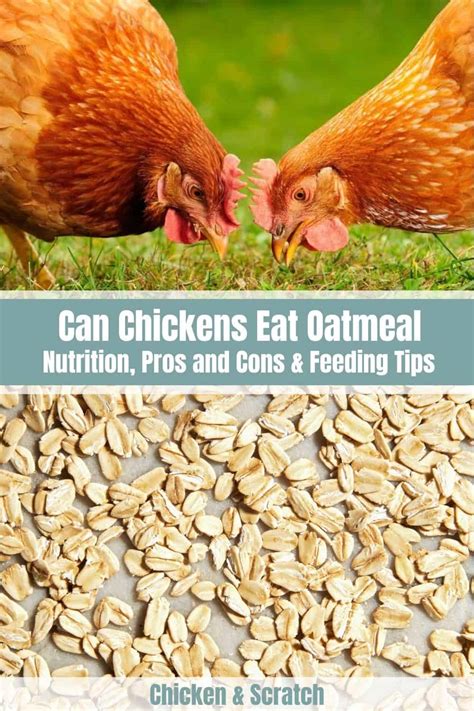 Can Chickens Eat Oatmeal