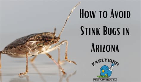 How To Avoid Stink Bugs In Arizona Early Bird Pest Control