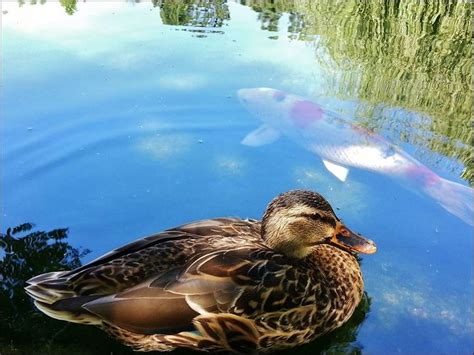 Nualgi Ponds Timeline Photos Facebook Koi Pond Backyard Water