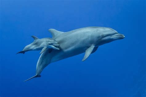 Baby Dolphin Swimming Underwater