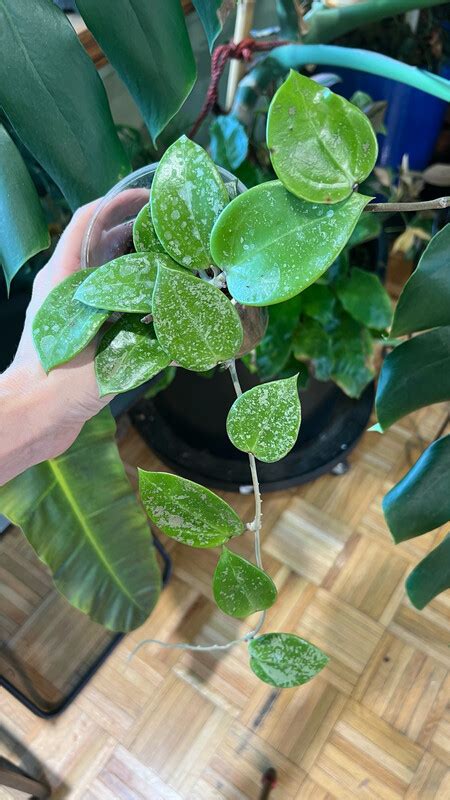 Hoya Verticillata Heart Shaped Splash