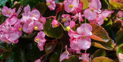 Begonia Plant Care: Growing and Caring for Begonias