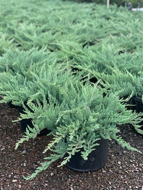 Juniperus H Blue Chip Blue Chip Juniper Feeney S Wholesale Nursery