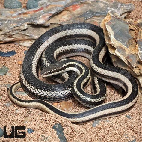 Eastern Garter Snakes For Sale - Underground Reptiles