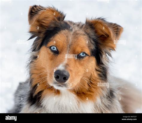 Do Australian Shepherds Eyes Stay Blue