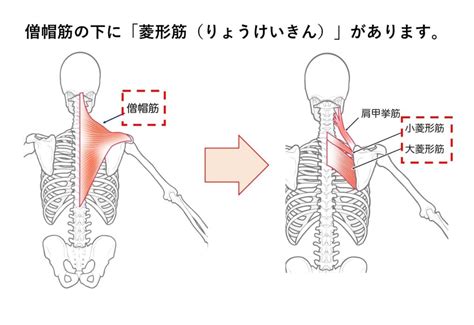 肩甲骨の間の痛み。 神戸垂水整体院 すずらんカイロプラクティック