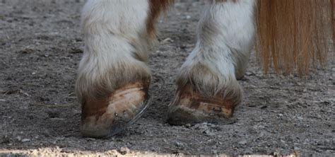 Laminitis in Horses - Symptoms, Causes & Treatment