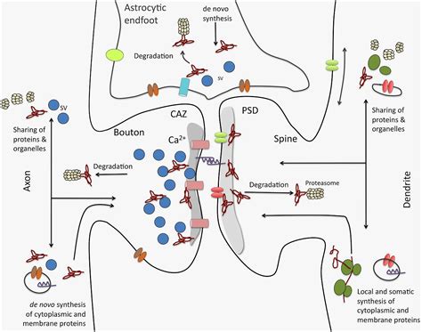 Frontiers The Roles Of Protein Expression In Synaptic Plasticity And