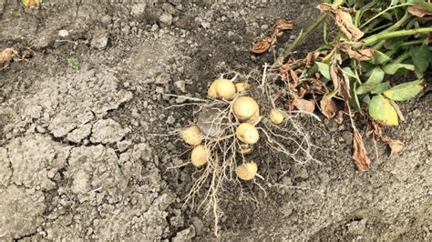 The Drought Issue Tension Developing Between Dutch Potato Farmers And