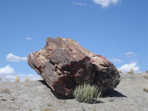 Petrified Forest NP