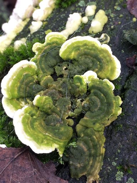 Mossy Maze Polypore How To Identify It Picture Mushroom