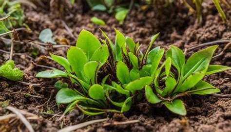 Reviving Your Unhealthy Venus Fly Trap Care Tips