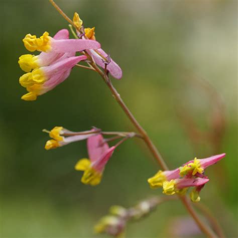 Pink-corydalis (Capnoides sempervirens) Seeds – Wild Seed Project